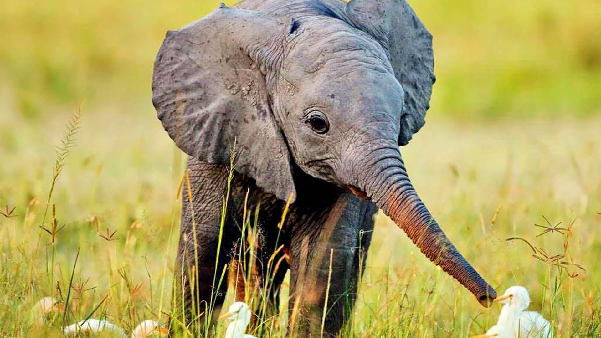 Zim not exporting baby jumbos