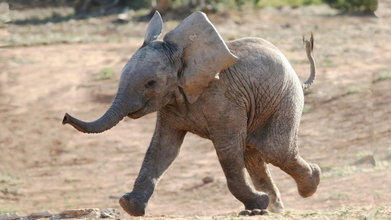 Eleven elephants die
