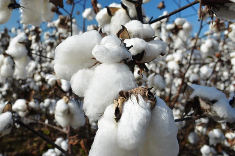 Cotton selling season starts