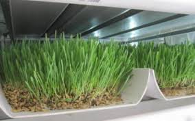 Young Gweru entrepreneur develops organic livestock fodder