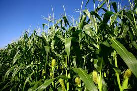 Command agriculture now  bank funded – Govt