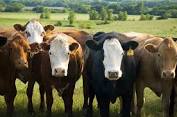 cattle