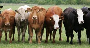 Uproar over slaughter of Zim stray cattle