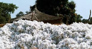 COTTON1