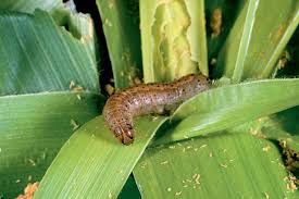 Kulwiswa isibungu seAfrica army worm