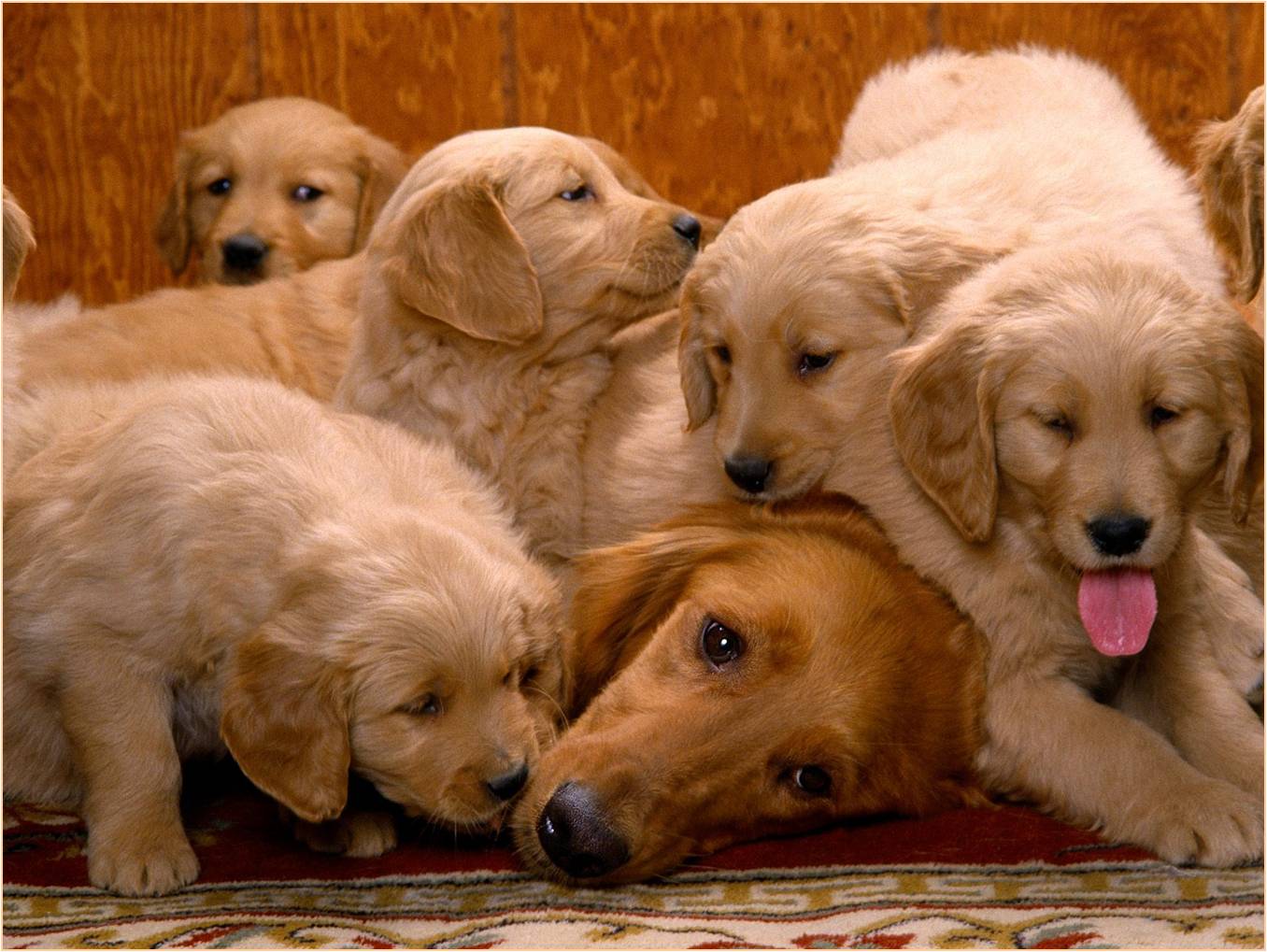 dogs