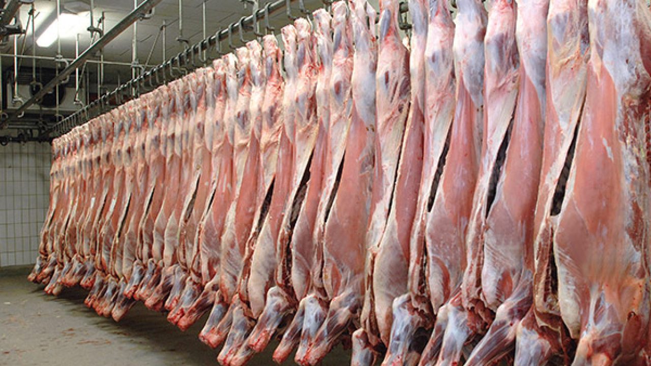 meat