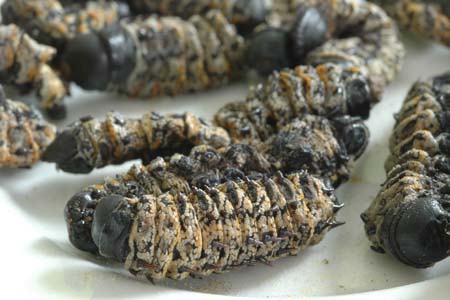 Gwanda villagers fleeced of mopane worms