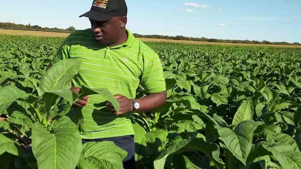tobacco