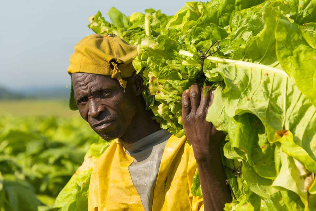 Tobacco harvesting