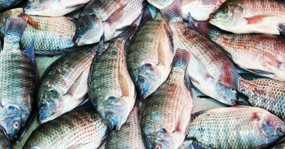 Govt prioritises fisheries sector