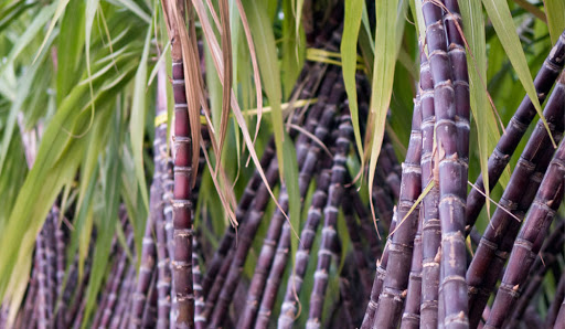Sugarcane