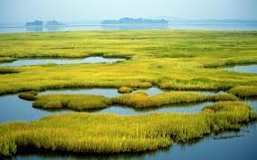 wetlands