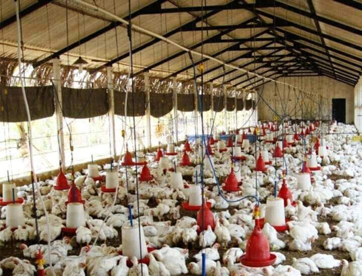 Zim on the lookout for avian influenza
