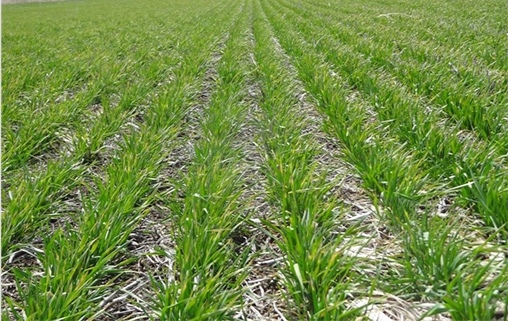 Govt targets 85 000 hectares of winter wheat