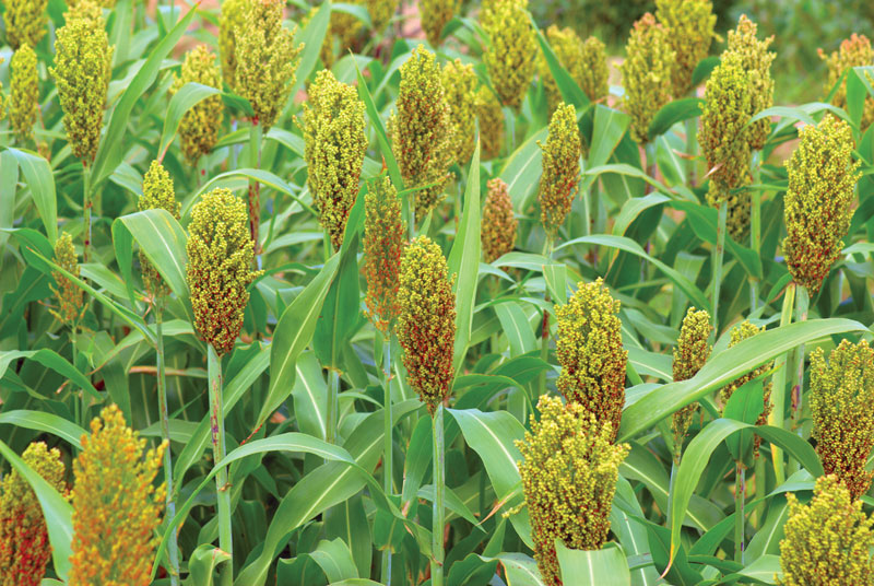 Sorghum Agriculture