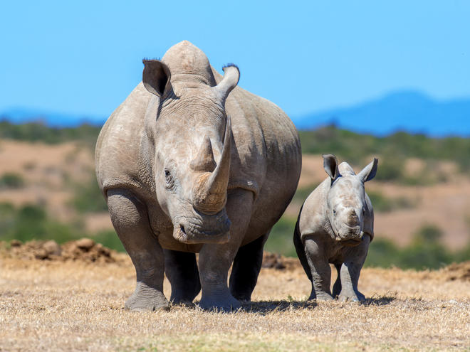African_White_Rhino_WW2131989