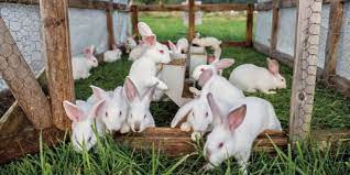 Rabbit Industry: One of Zimbabwe’s Fastest Growing Small Livestock Sectors
