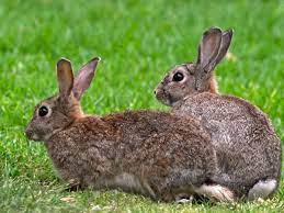 tsuro rabbit