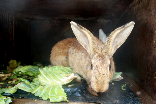 rabbit