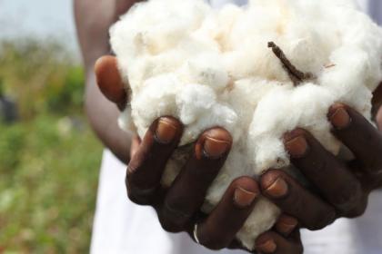 Govt tightens criteria for presidential cotton inputs