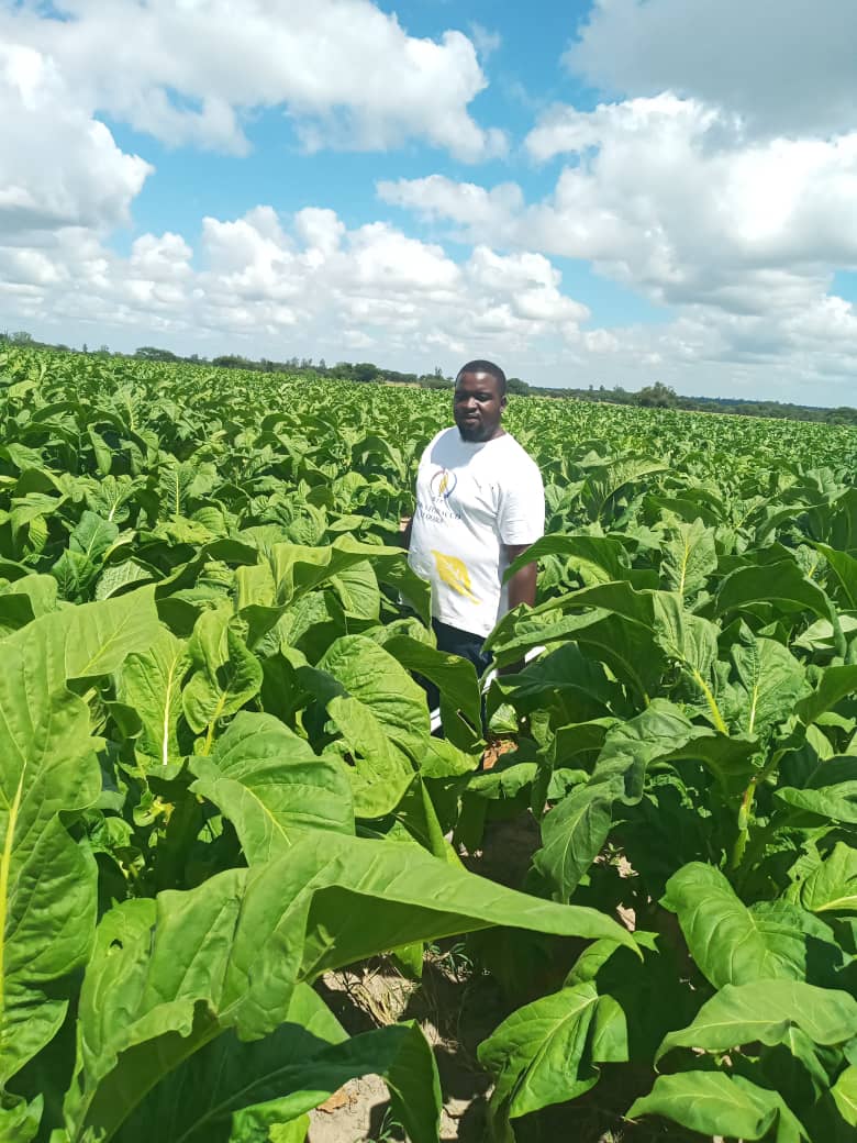 Tobacco crop