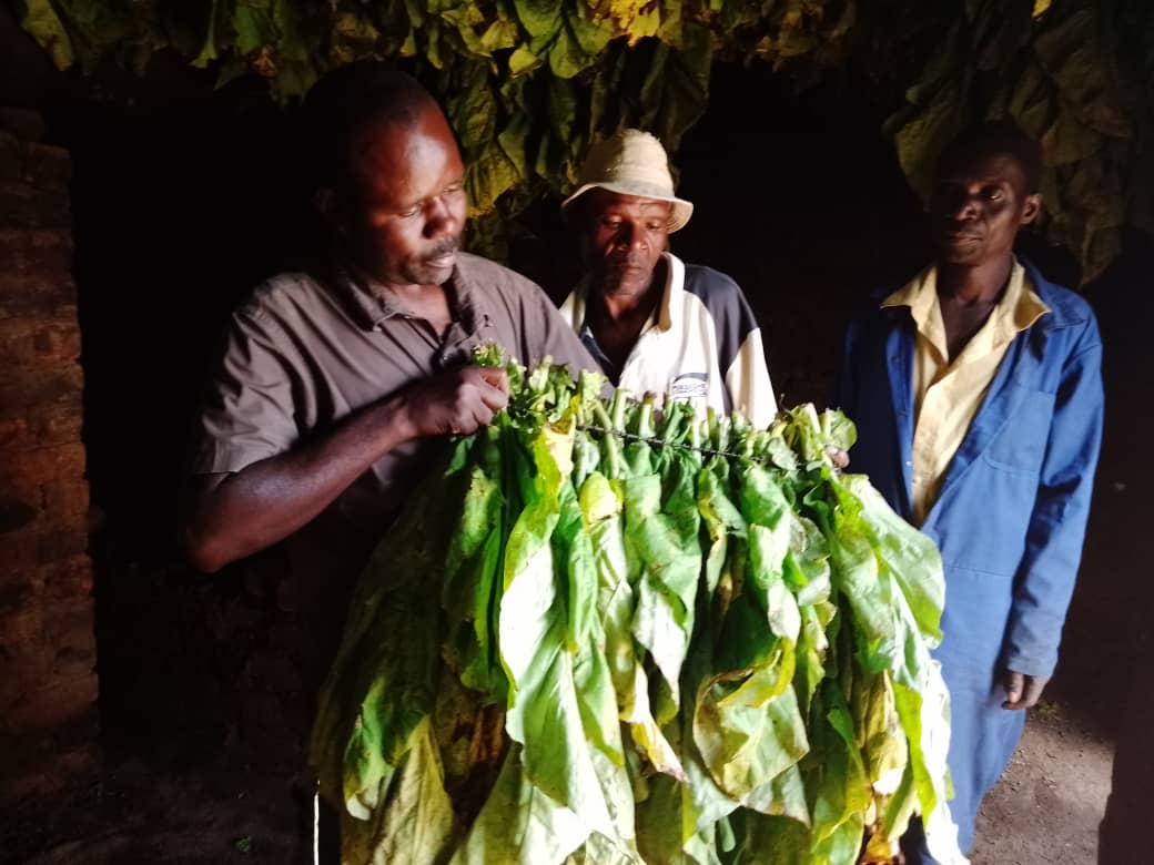 Tobacco farmers