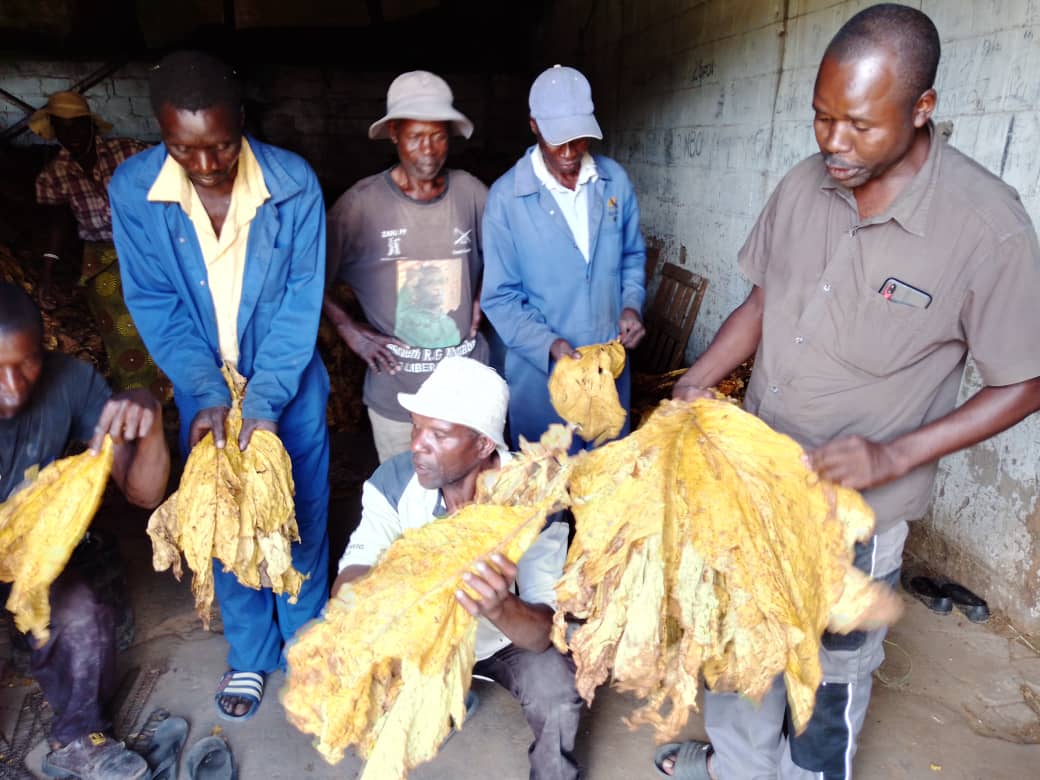 Tobacco growers curing the crop