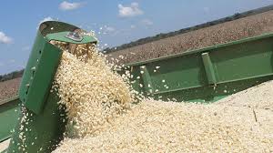 Maize imports drop as harvests come in
