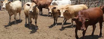 Veterinary Department starts cattle inspections