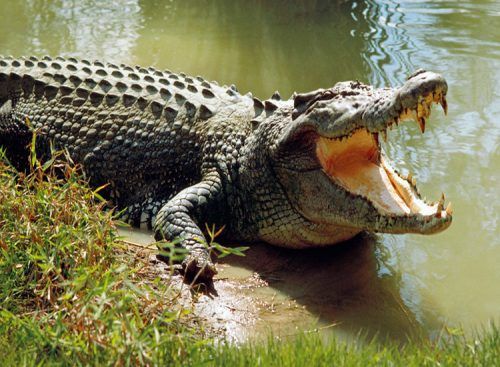 croco