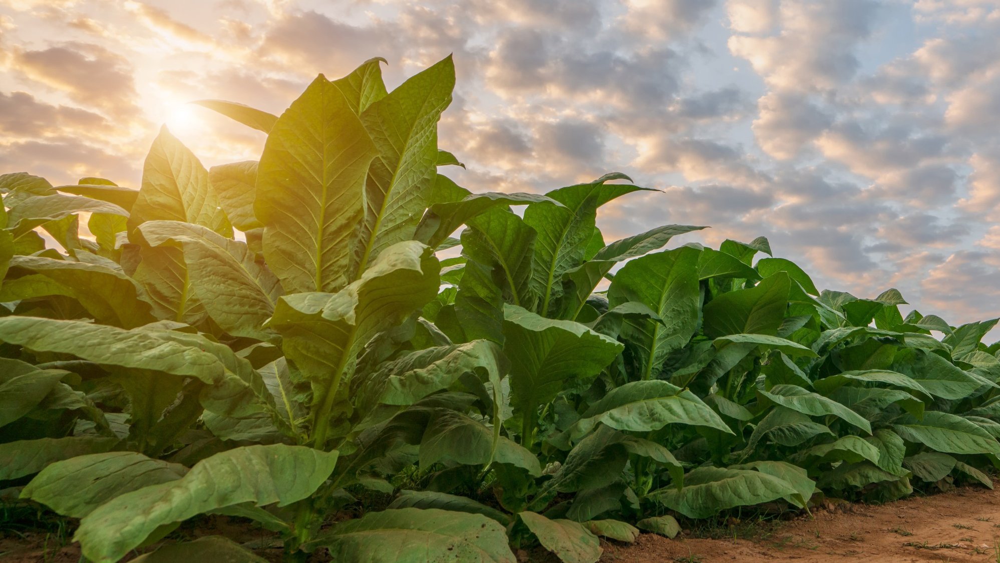 csm_Header_Tobacco_be11c4b0f0