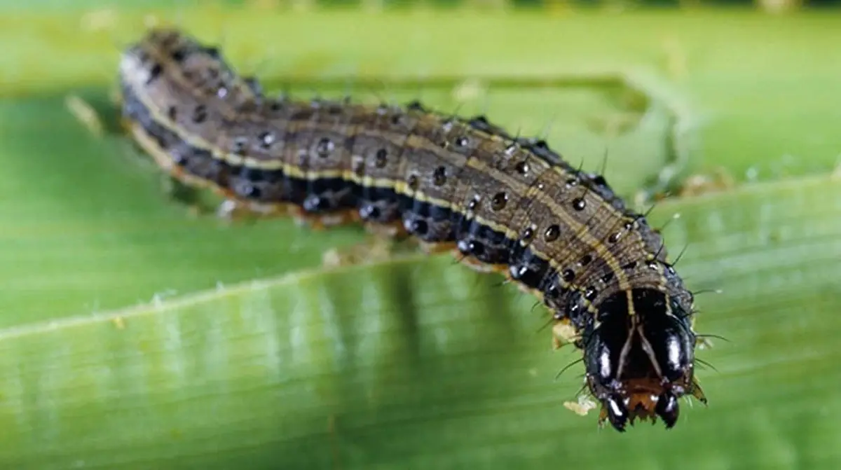 fall-armyworm