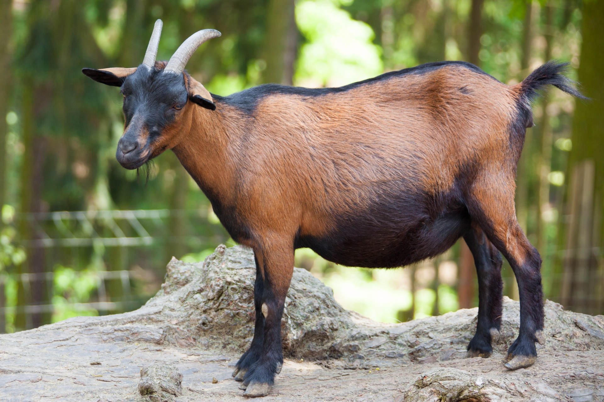 goat