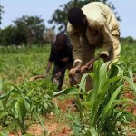 New Partnership for Refugee Farmers in Manicaland