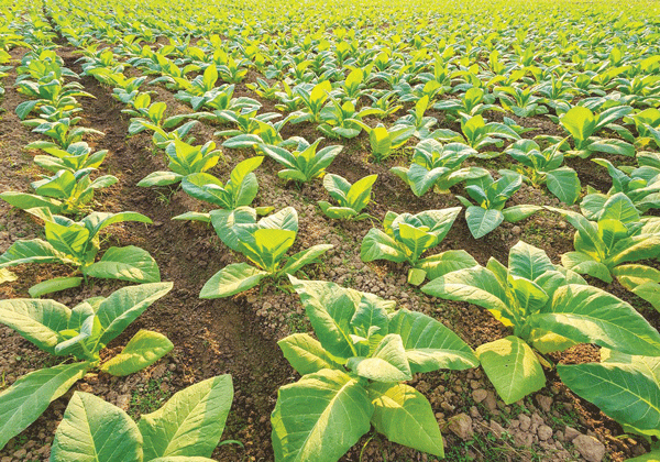 tobacco-plants-l