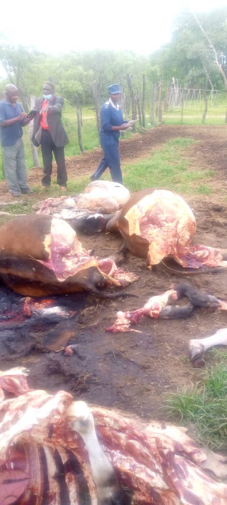 Times-Pic-Some of the meat left by the rustlers