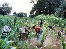 peasant farmers