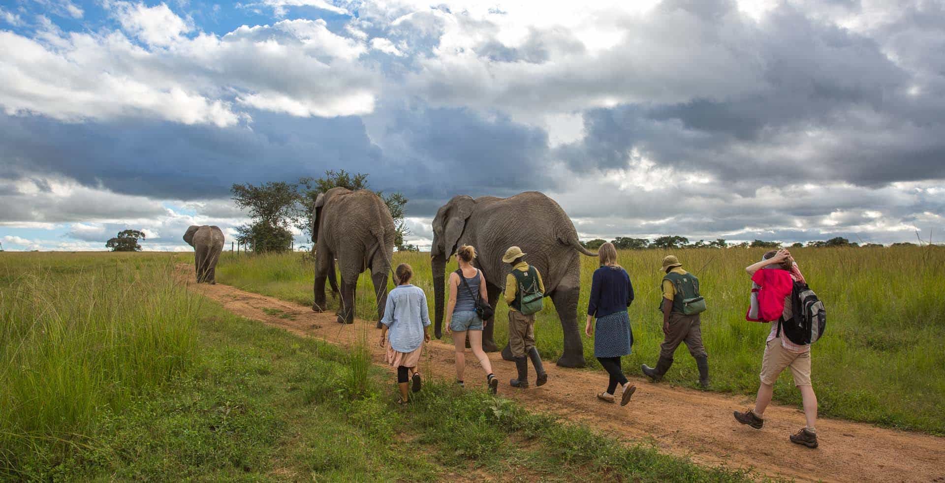 Elephants
