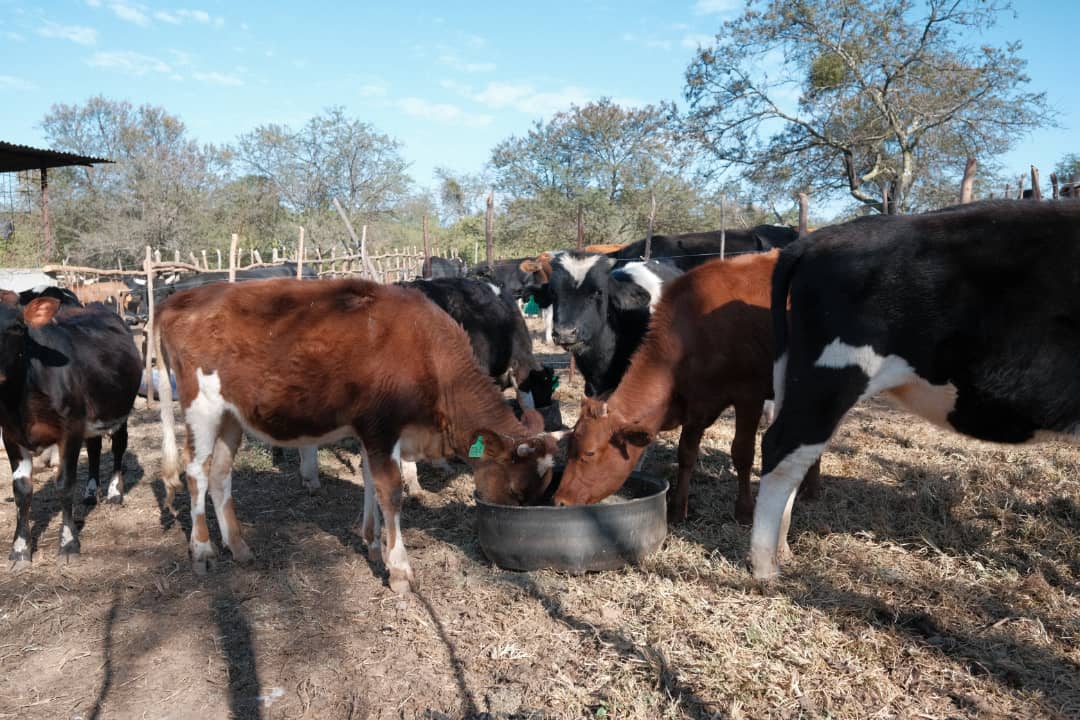 Govt targets 11 million cattle herd