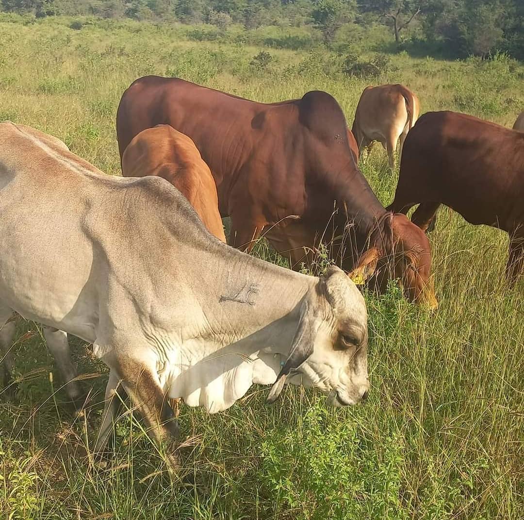 Farmers urged to safeguard livestock