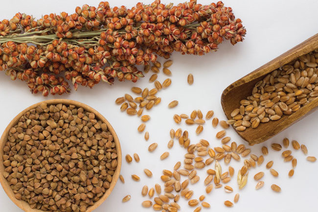 Farmers urged to adopt traditional grains