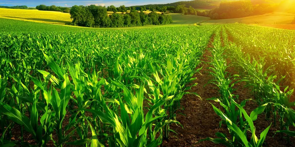 agric