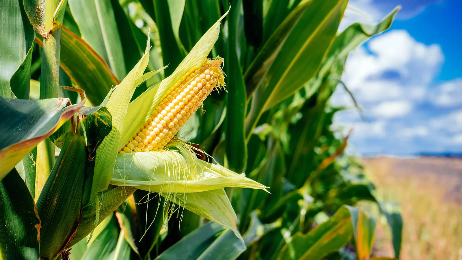 Good harvests expected on condition of continued rains