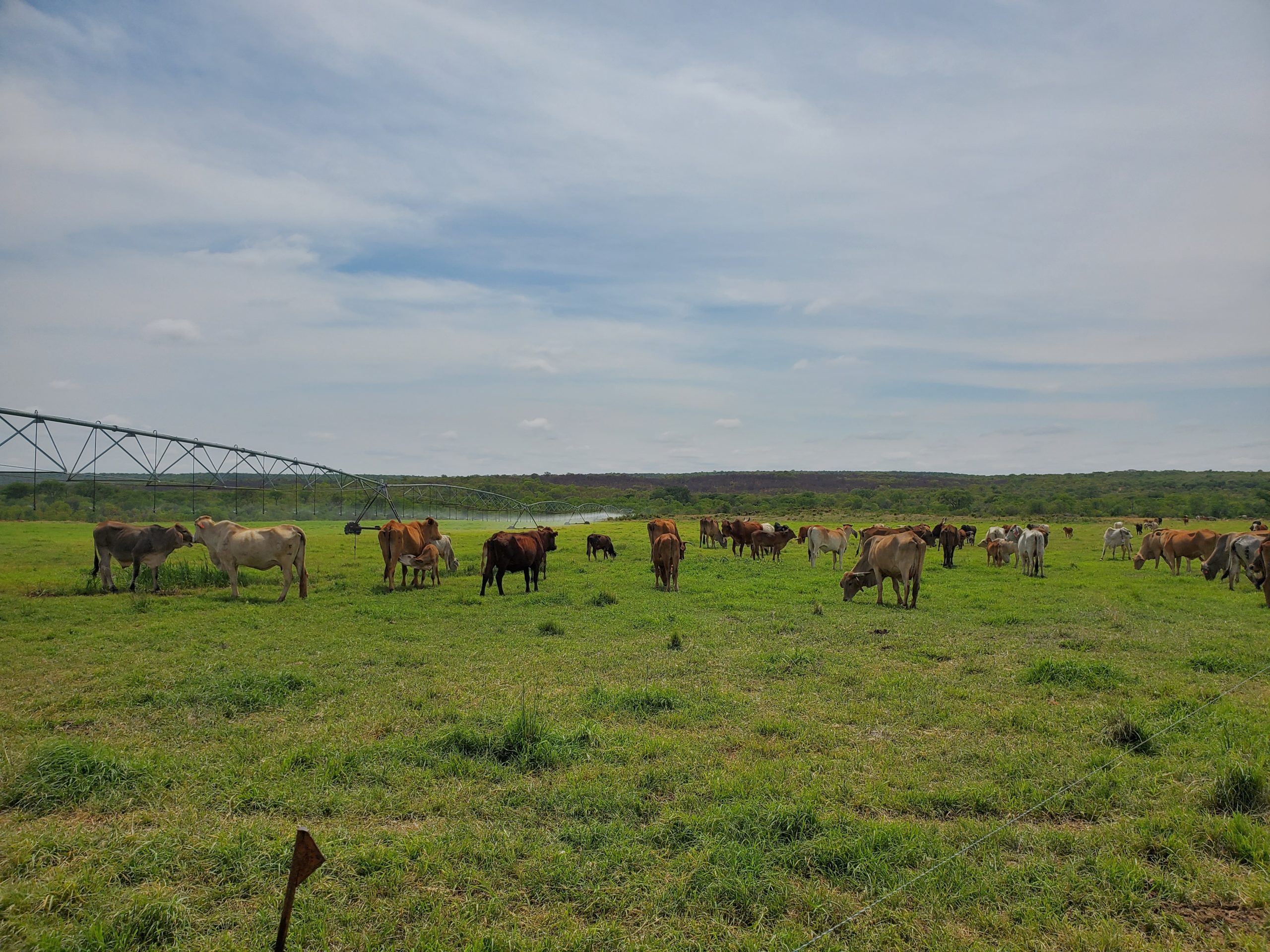 Dip cattle religiously – farmers told