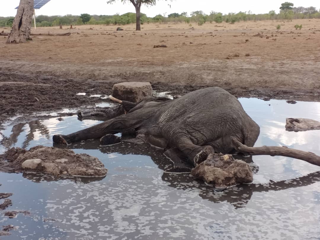 Zimparks downplays reports of massive deaths of elephants due to drought
