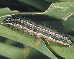 Fall armyworm reported in four provinces