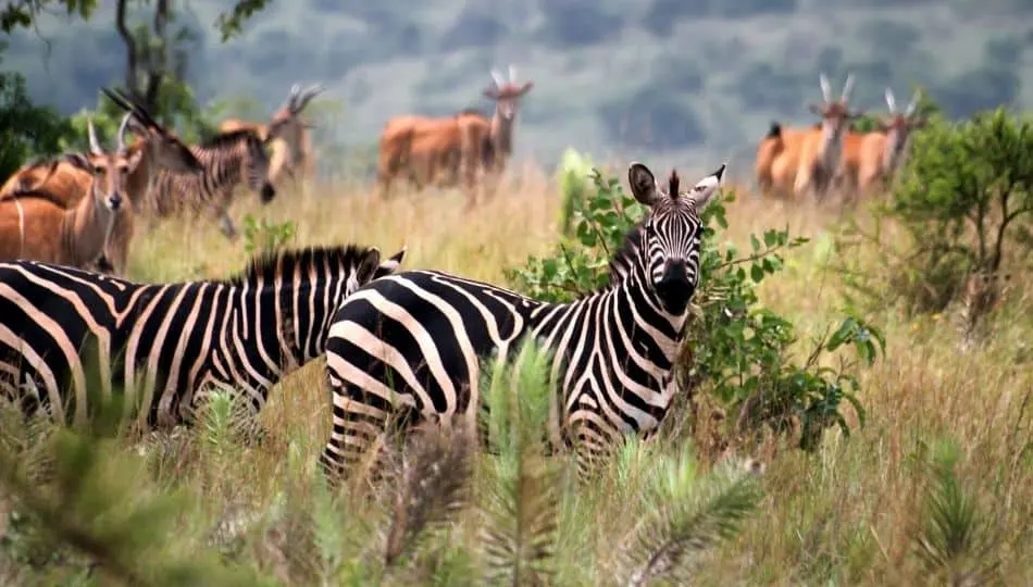 Izinyamazana Zasendle zibukwa ngokwehlukene