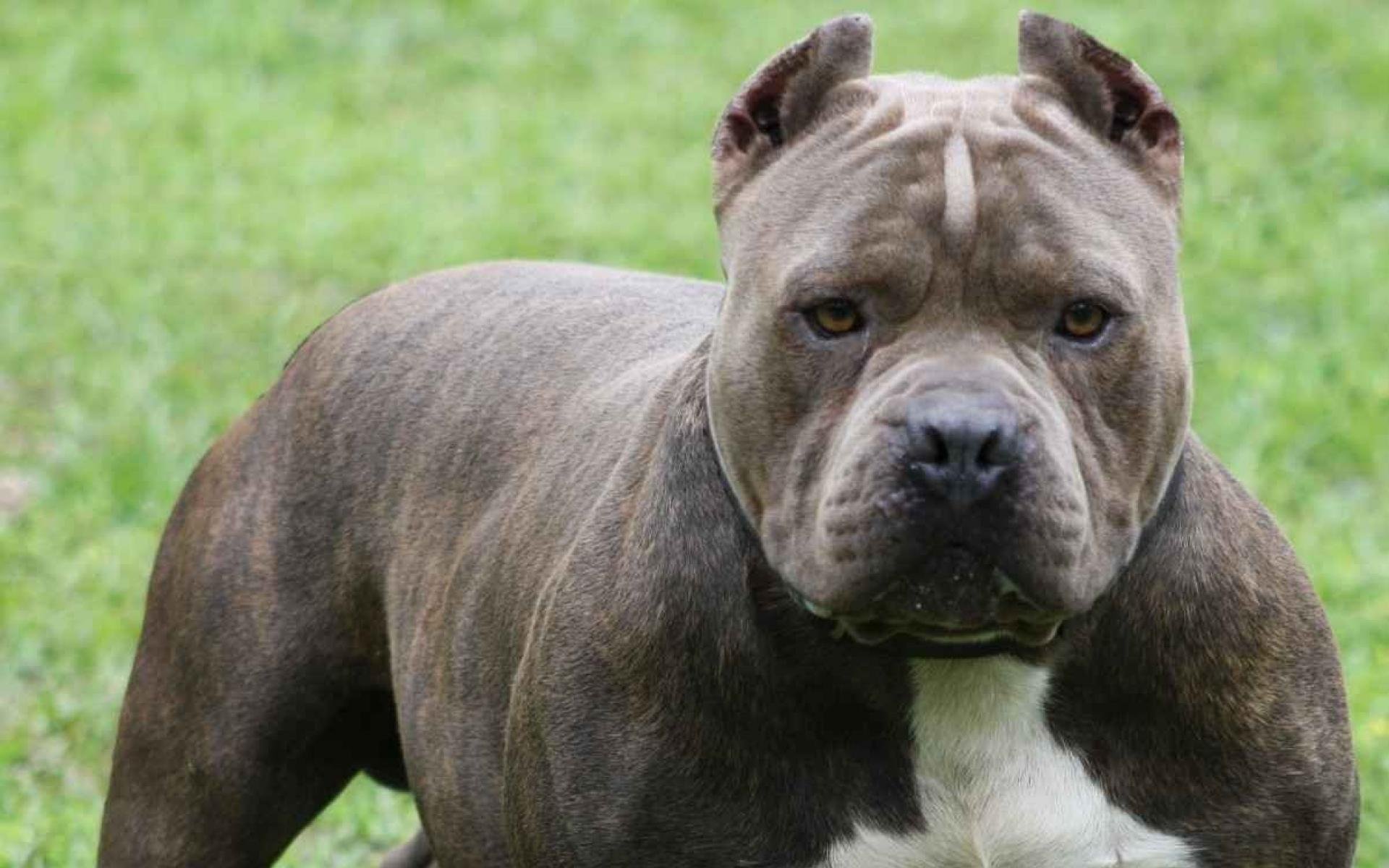 Masvingo City to Ban Pit Bulls