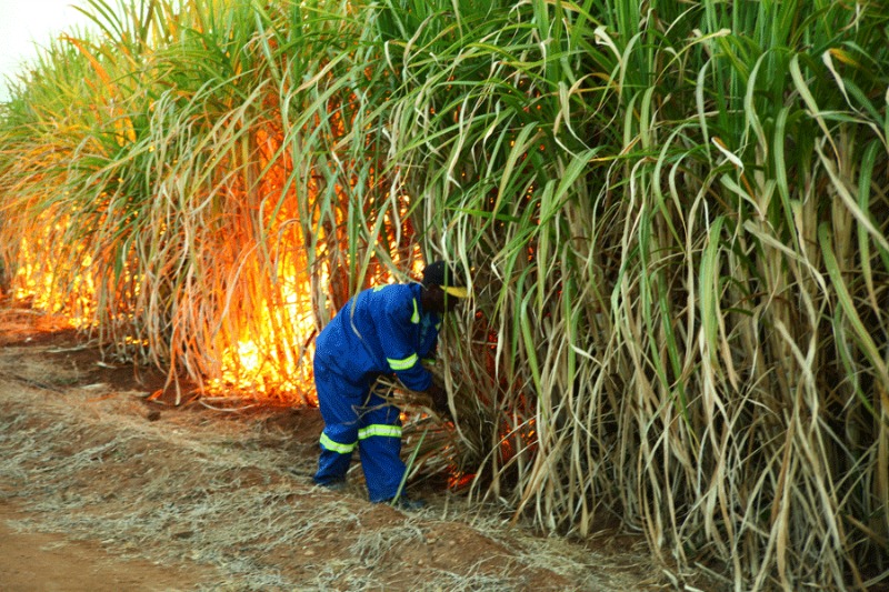 sugarcane1